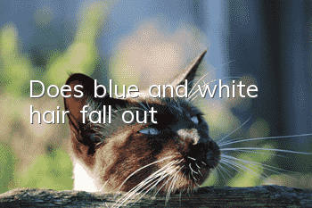 Does blue and white hair fall out?