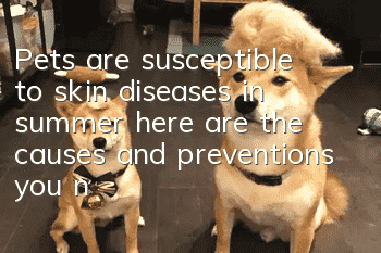 Pets are susceptible to skin diseases in summer, here are the causes and preventions you need to know!