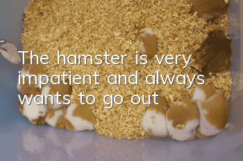 The hamster is very impatient and always wants to go out