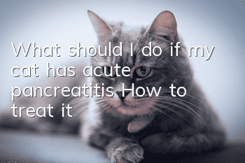What should I do if my cat has acute pancreatitis? How to treat it?