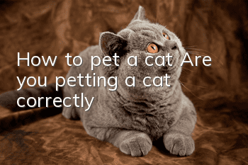 How to pet a cat? Are you petting a cat correctly?