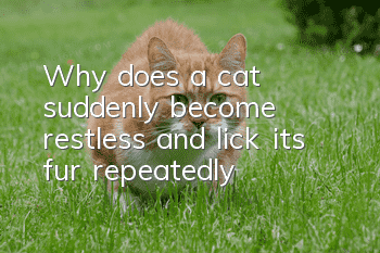 Why does a cat suddenly become restless and lick its fur repeatedly?