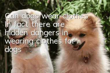 Can dogs wear clothes? In fact, there are hidden dangers in wearing clothes for dogs!
