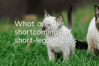 What are the shortcomings of short-legged cats?