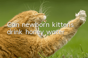Can newborn kittens drink honey water?