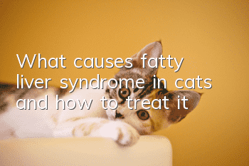 What causes fatty liver syndrome in cats and how to treat it