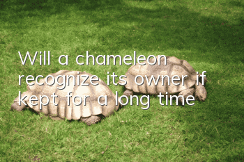 Will a chameleon recognize its owner if kept for a long time?