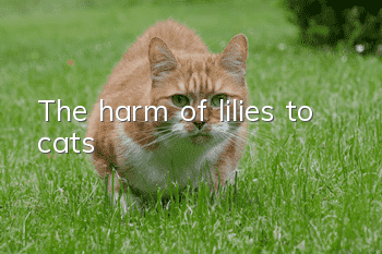 The harm of lilies to cats