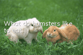 What do hamsters like to eat?