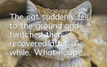 The cat suddenly fell to the ground and twitched, then recovered after a while. What happened?