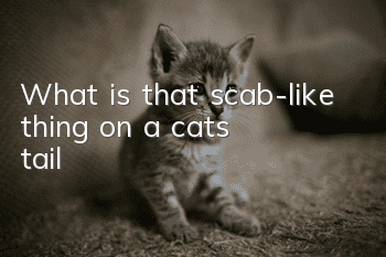 What is that scab-like thing on a cat’s tail?
