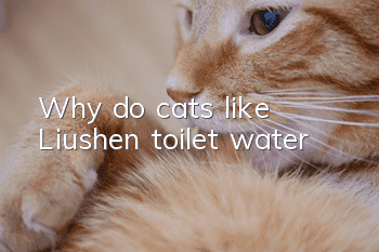 Why do cats like Liushen toilet water?