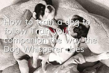 How to train a dog to follow? Train your companion the way the Dog Whisperer does!