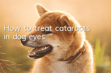 How to treat cataracts in dog eyes