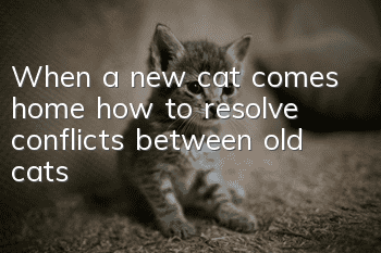 When a new cat comes home, how to resolve conflicts between old cats?