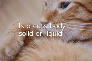 Is a cat's body solid or liquid?