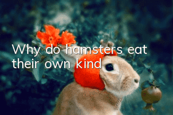 Why do hamsters eat their own kind?