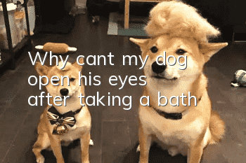 Why can’t my dog open his eyes after taking a bath?