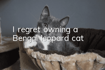 I regret owning a Bengal leopard cat