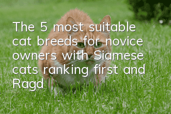 The 5 most suitable cat breeds for novice owners, with Siamese cats ranking first and Ragdolls ranking third