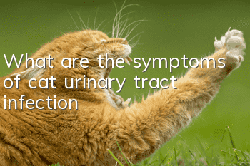 What are the symptoms of cat urinary tract infection?