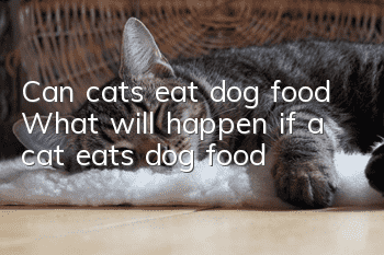 Can cats eat dog food? What will happen if a cat eats dog food?