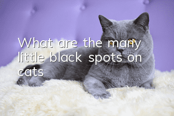 What are the many little black spots on cats?