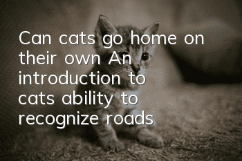 Can cats go home on their own? An introduction to cats’ ability to recognize roads