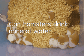 Can hamsters drink mineral water?