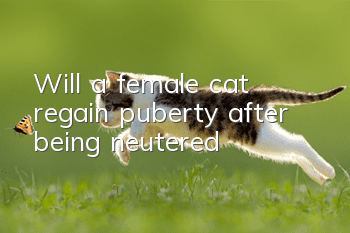Will a female cat regain puberty after being neutered?