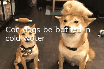 Can dogs be bathed in cold water?
