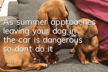As summer approaches, leaving your dog in the car is dangerous, so don’t do it!