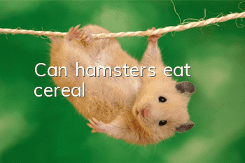 Can hamsters eat cereal?