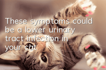 These symptoms could be a lower urinary tract infection in your cat!