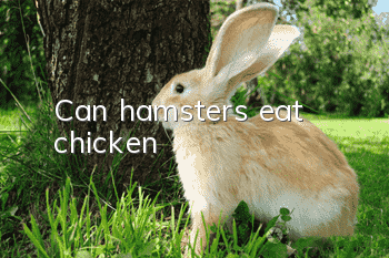 Can hamsters eat chicken?