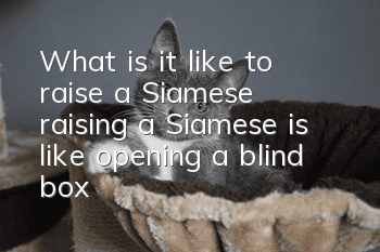 What is it like to raise a Siamese (raising a Siamese is like opening a blind box)