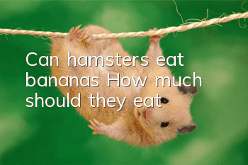 Can hamsters eat bananas? How much should they eat?
