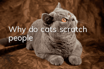 Why do cats scratch people?