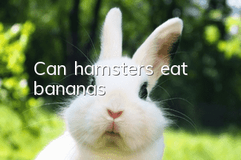 Can hamsters eat bananas?