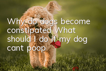 Why do dogs become constipated? What should I do if my dog can’t poop?
