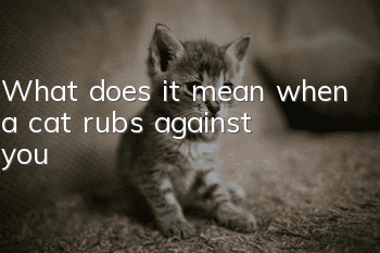 What does it mean when a cat rubs against you?