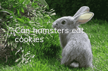 Can hamsters eat cookies?