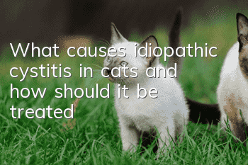What causes idiopathic cystitis in cats and how should it be treated?