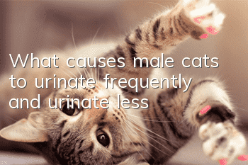 What causes male cats to urinate frequently and urinate less?