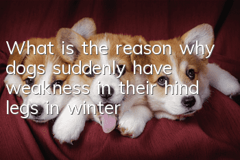 What is the reason why dogs suddenly have weakness in their hind legs in winter?