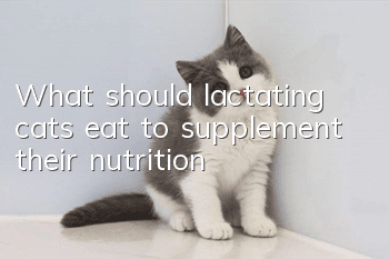 What should lactating cats eat to supplement their nutrition?