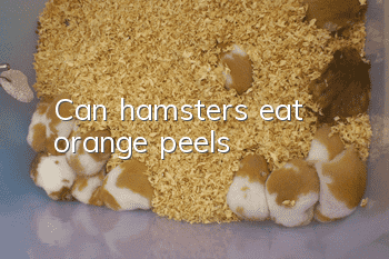 Can hamsters eat orange peels?