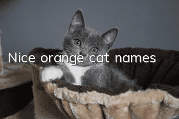 Nice orange cat names