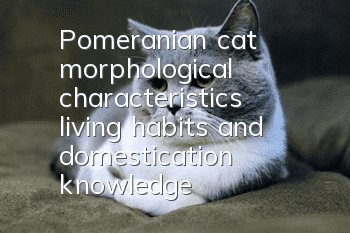Pomeranian cat morphological characteristics, living habits and domestication knowledge