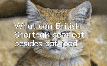 What can British Shorthair cats eat besides cat food?